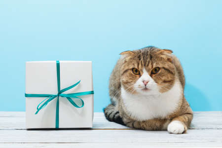 Lying cat with white gift on blue background giftcardの写真素材