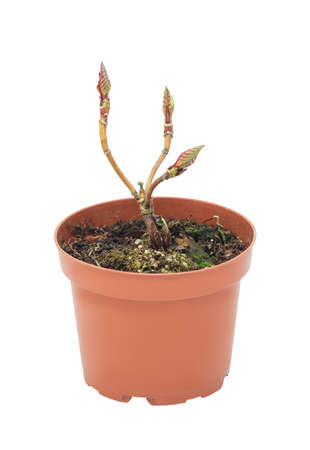 young plant in a flower pot on a white backgroundの写真素材