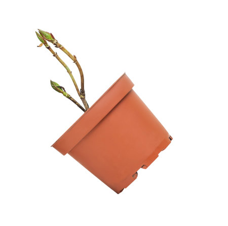 young plant in a flower pot on a white backgroundの写真素材
