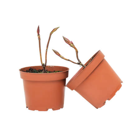 young plant in a flower pot on a white backgroundの写真素材