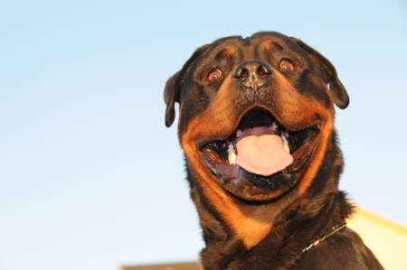 rottweiler with a crazy look in his eyeの写真素材