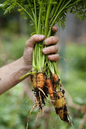 Fresh carrots