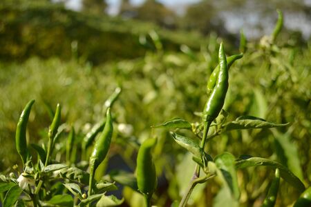 Green Chili