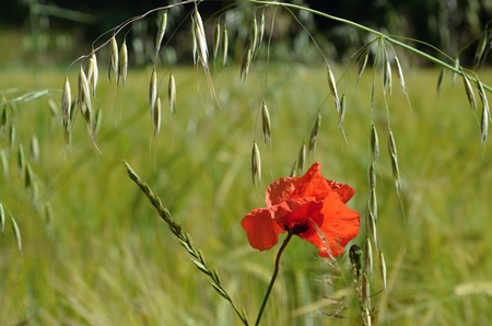 Red Poppy in a green fieldの写真素材