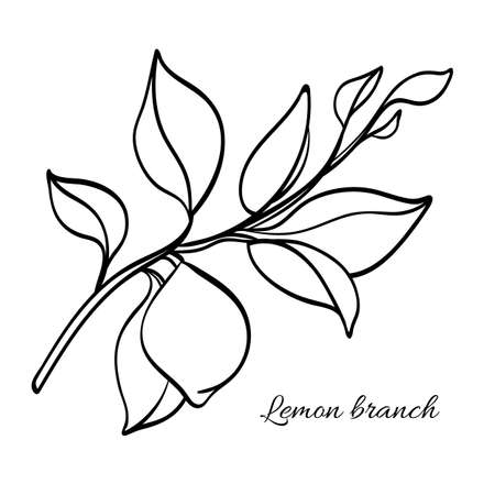 Branch of lemon tree with leaves and natural fruit. Botanical contour drawing. Vector illustration isolated on white background eps.10のイラスト素材