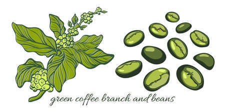 Set with green coffee branch with leaves and natural coffee beans. Botanical contour drawing. 0のイラスト素材
