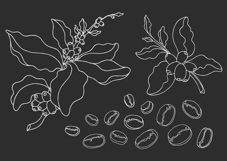 Set of coffee branch with leaves and natural coffee beans. Botanical contour drawing. Vector doodle sketch isolated on black backgroundのイラスト素材