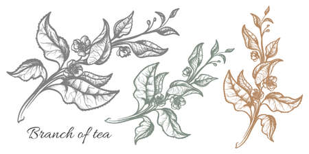 Branch of tea bush with leaves and flowers. Botanical drawing.のイラスト素材