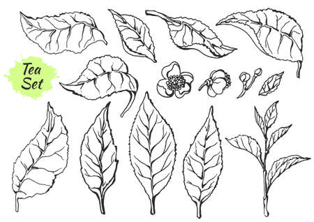 Set of parts branches of tea bush with leaves and flowers. Botanical drawing.のイラスト素材