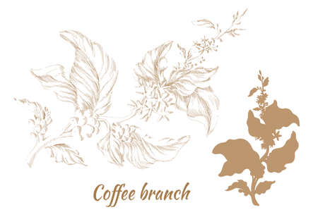 Set of branches of coffee tree with leaves and natural coffee beans.のイラスト素材