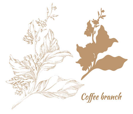 Set of branches of a coffee tree with leaves and natural coffee beans.のイラスト素材