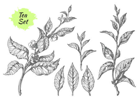 Set of tea bush branches with leaves and flowers.のイラスト素材