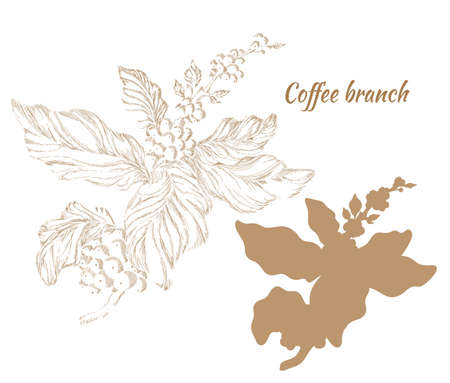 Set of branches of coffee tree with leaves and natural coffee beans. Realistic illustration, hatching. Organic product. Silhouette, shape. Vector isolated on white background eps.10のイラスト素材