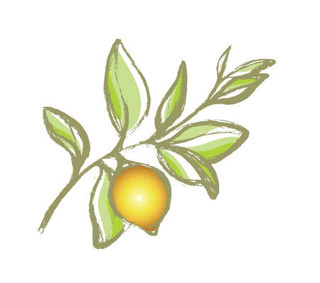 Branch of lemon tree with leaves and natural fruit. Botanical contour drawing. Organic product. Silhouette, shape. Vector illustration isolated on white background eps.10のイラスト素材
