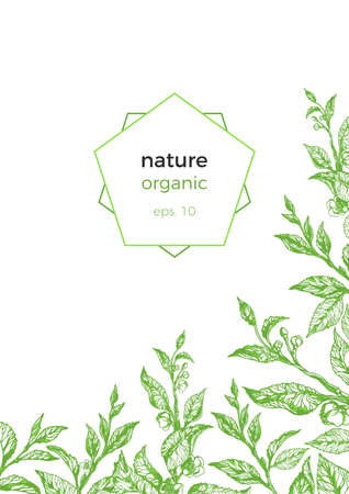 Vector template of organic nature sketch branch of tea Realistic leaf, flower. Invitation with herbs illustration Floral greenery design with geometric frame Simple card on white background Copy spaceのイラスト素材