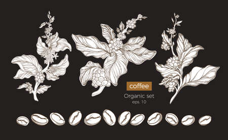 Vector botanic nature set of coffee tree branches with flower, leaves and beans. Floral drawing, sketch Shape art design Realistic graphic illustration Organic food  Big collection on black backgroundのイラスト素材