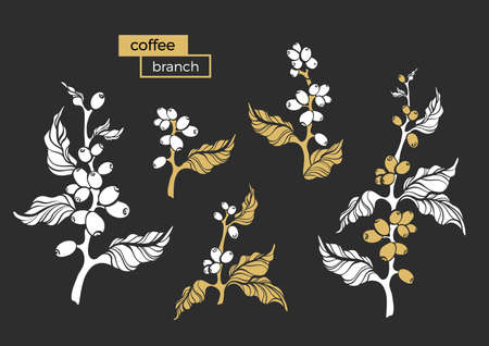 Vector set of natural coffee tree, branch, leaves, bean. Natural design Floral shape illustration on black background Organic aroma food, bio tropical drink Nature golden collection, group engravingのイラスト素材
