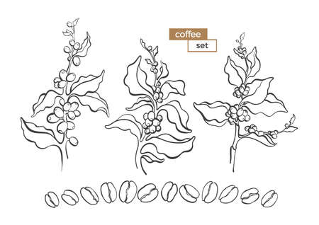 Vector set of natural coffee tree, bush, branch, leaves, bean. Nature art line design. Floral illustration on white background Organic food, tropical drink Collection of icon, symbol, bio ingredientのイラスト素材