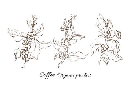 Realistic coffee set with leaf and natural bean. Art botanical hand drawing sketch. Vector group of retro illustration for design label, poster, card, symbol. Organic food, aroma drink, botany productのイラスト素材