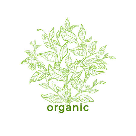 Vector nature emblem. Art line design. Natural symbol, floral card of tea tree, bush, branch, leaf, flower. Herbal drink, food cover, bio vegan organic green plant label, packing for medicineのイラスト素材