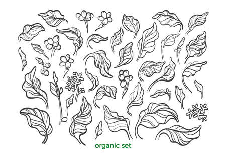Vector nature set. Realistic botanical coffee leaves, bean, flower. Sketch art line design. Floral isolate on white background Organic vegan food, tropical flora, vintage symbol Bio simple elementのイラスト素材