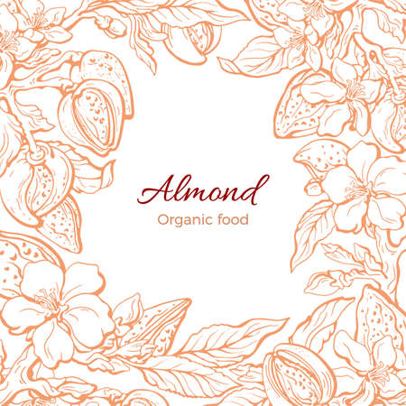 Almond border. Vector template. Botany realistic branch, leaf, flower in bloom. Hand drawn floral illustration on white background. Art vintage frame. Organic nut,  bio healthy oilのイラスト素材