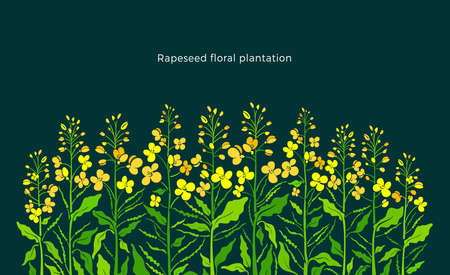 Rapeseed border. Vector canola set, mustard plant. Art shape of green leaf, summer bud, yellow flower, seed. Color farm background. Plantation in bloom. Floral pattern
のイラスト素材