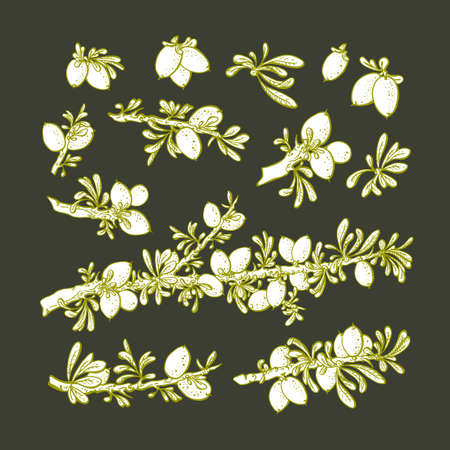 Argan plant set. Vector sketch of green branch, nut, texture leaf. Hand drawing illustration. Art botanical collection, graphic isolate. Healthy product, bio oil. Nature plantation
のイラスト素材