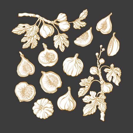 Figs set. Vector botanical plant. Nature tree, branch, sweet fruit, texture leaf. Art line illustration. Organic graphic collection. Raw exotic food. Summer plantation, garden

のイラスト素材