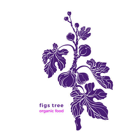 Figs plant. Vector shape. Texture branch, natural fruit, silhouette of leaves. Art illustration on white background. Botanical texture symbol, engraving. Nature plantation. Sweet food

のイラスト素材