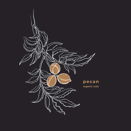 Pecan nuts. Vector botanical tree, hand drawn branch, graphic leaves. Art nature illustration isolated on black background. Healthy vegan organic food. Sketch symbolのイラスト素材