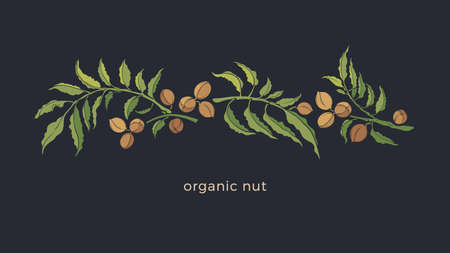 Pecan plant. Vector tree, nuts, leaf. Vintage botany illustration. Healthy organic protein food. Agriculture nature pattern. Native shapeのイラスト素材