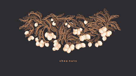 Shea tree pattern. Vector hand drawn branch, botany leaves, engraved nuts. Art sketch illustration, vintage golden symbol. Natural butter, organic cosmeticのイラスト素材