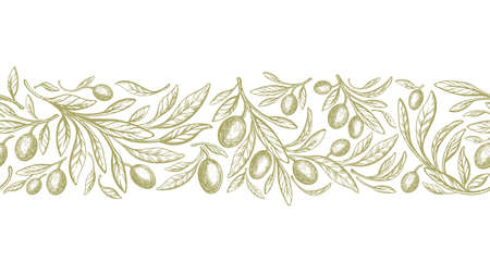 Olive seamless pattern in repeat stripe. Vector hand drawn decorative print. Texture tree, green fruit, retro leaves on white background. Wild oil foodのイラスト素材