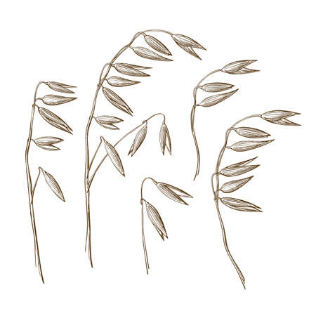 Oat set, cereal in field. Organic farm product and bio milk. Texture graphic hand drawn sketch isolated on white backgroundのイラスト素材
