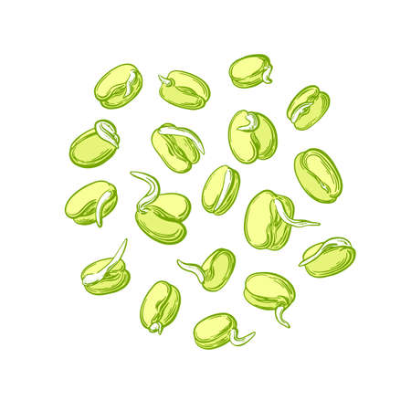 Mung sprouts set. Simple sprouting seed drawing. Vector green beans isolated on white background. Natural organic protein foodのイラスト素材