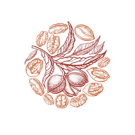Pecan nuts. vector circle symbol. Engraving plant, fruit on white background. Nature hand drawn graphic. Healthy protein foodsのイラスト素材
