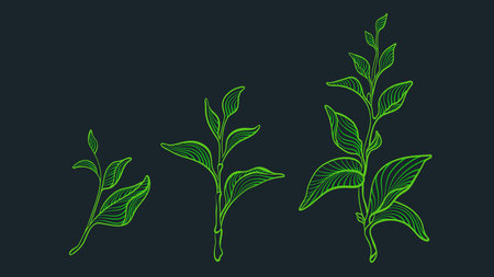 Tea leaves art set. Graphic green plant on black background. art deco nature illustrationのイラスト素材