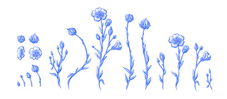 Flax plant and flower. Linen seeds. Botanical texture collection. Vintage flowers. Detailed sketch for organic cosmetic, medicine, beauty storeのイラスト素材