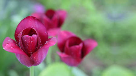 red tulipsの写真素材