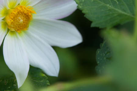 White flowerの写真素材