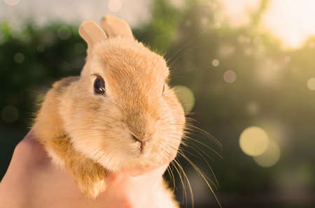 Orange baby rabbit in human handsの写真素材