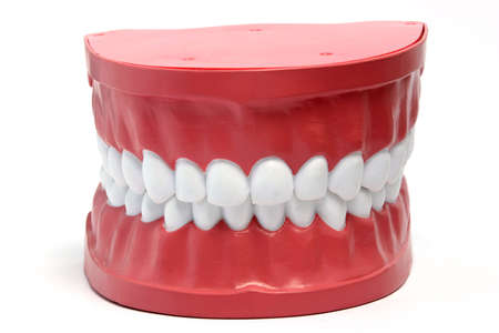 A dental model smiling