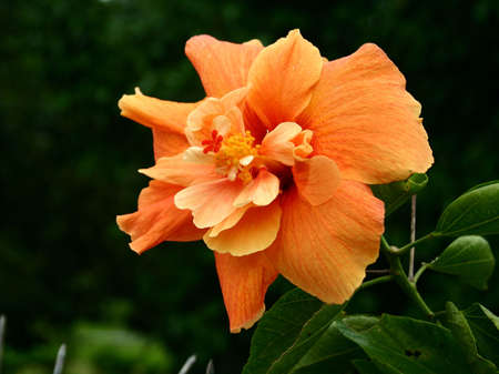 Orange hibiscus of a more petals typeの写真素材