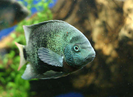 Fish underwater in a tropical setting aquarium.