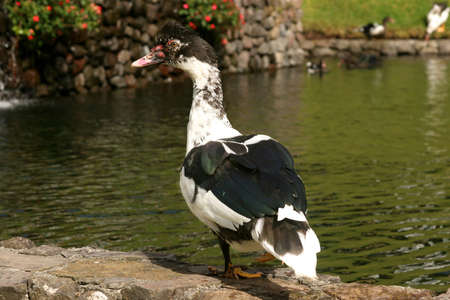 Pretty looking duck standing and resting, horizontal format.の写真素材