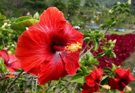 Fiery red hibiscus in a garden in a horizontal format.の写真素材