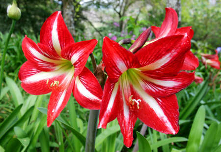 Star shaped striped petals red flower in a horizontal format.の写真素材