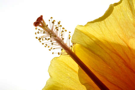 Backlit flower showing details and textures in a high key exposition.の写真素材