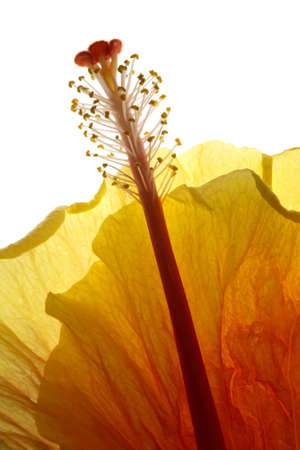Backlit flower showing details and textures in a high key exposition.の写真素材